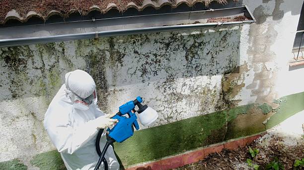 Top rated local Mold Remediation specialists in Dania, FL
